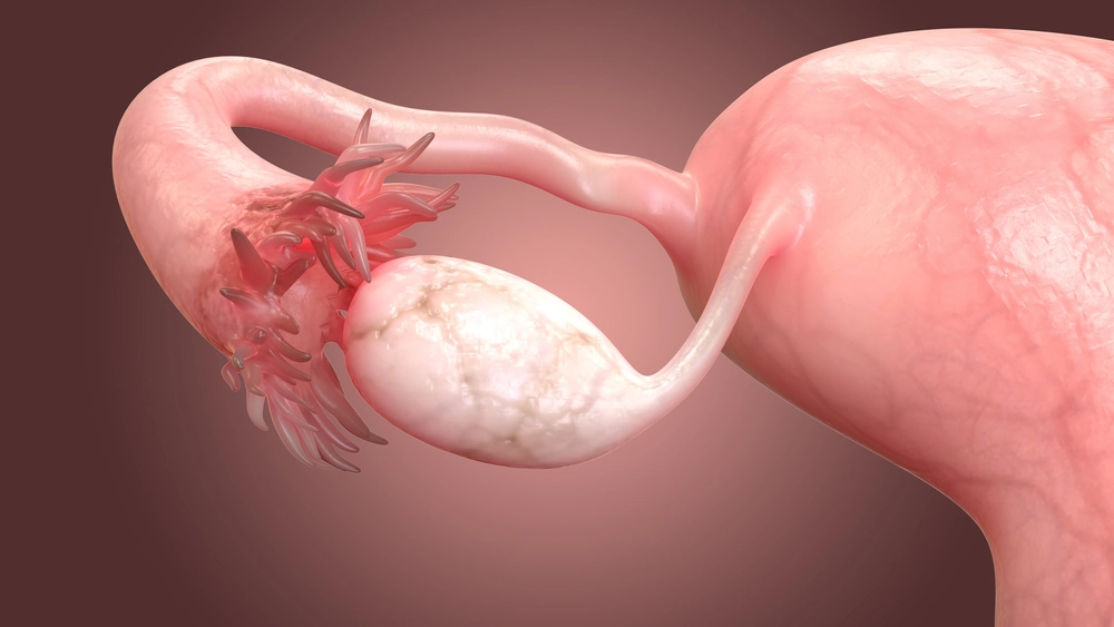 Female Reproductive System Anatomy